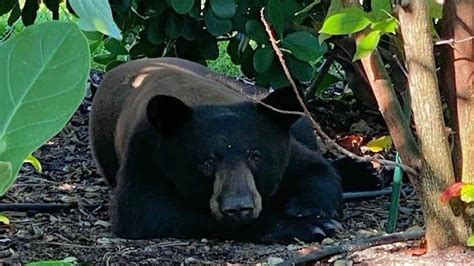 african bbw pics|Bear spotted in Cape Coral, no pictures, bring in pets, police say.